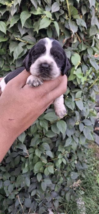 Cocker Spaniel Angielski