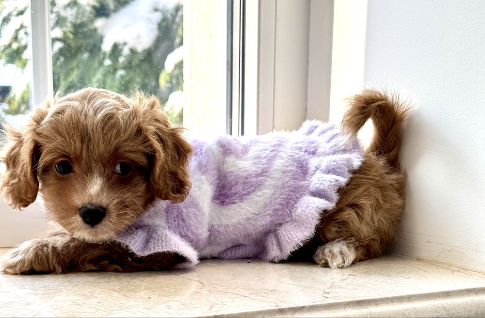 Мальтипу ф1 - премиум мини до 2,5 кг