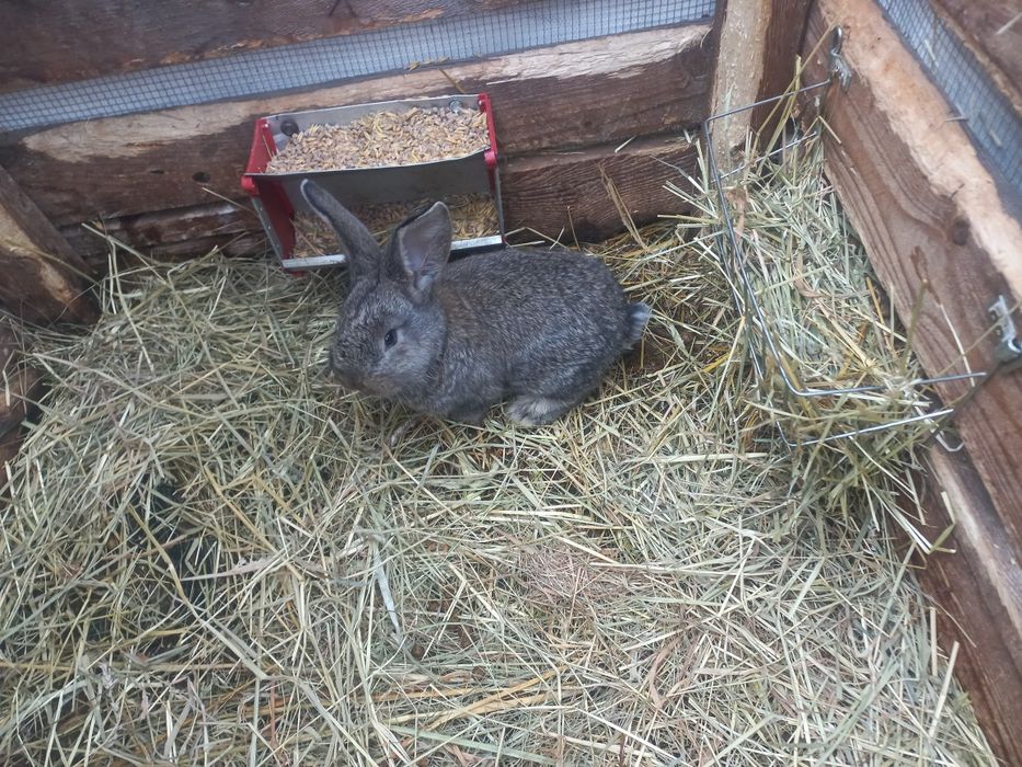 Belgi młode sprzedam