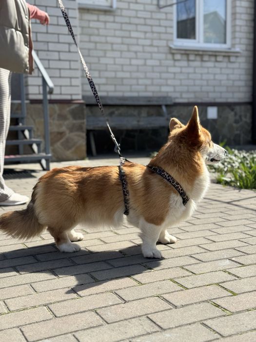 Хлопчик коргі пемброк!