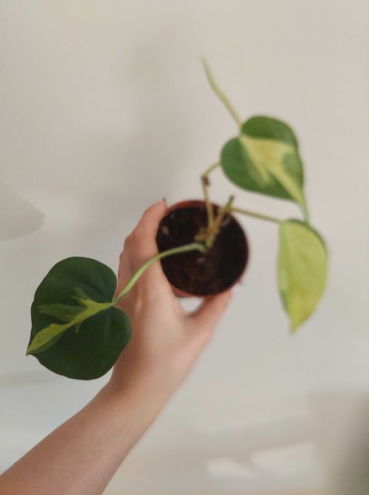 Planta Philodendron Brasil