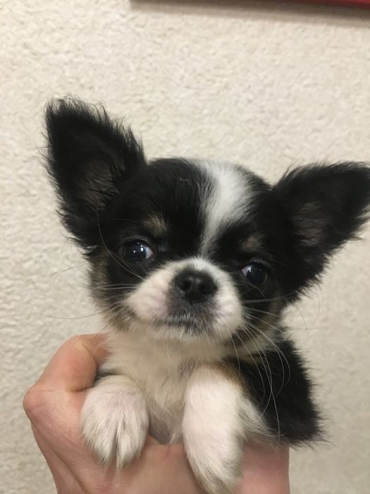 Радость в дваш дом)