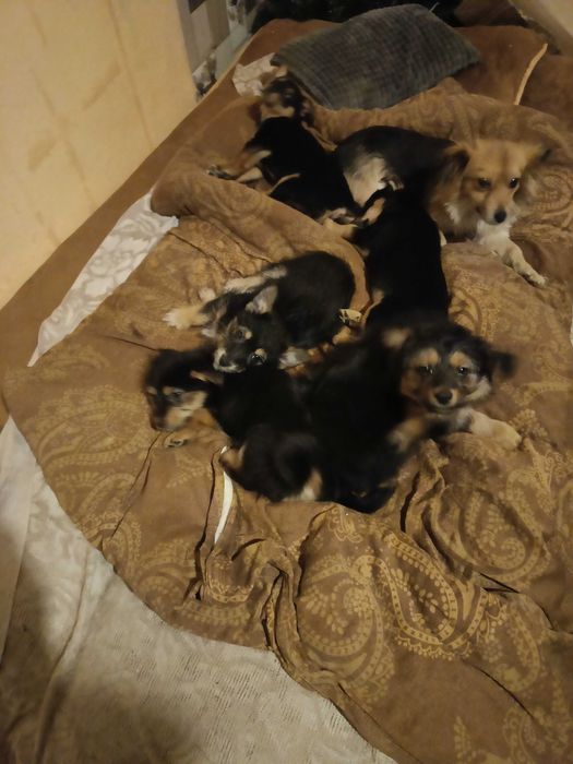 Pieski oddam w dobre ręce