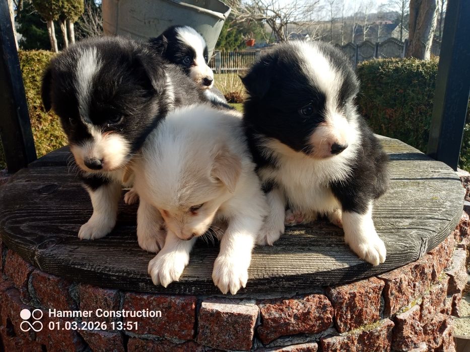 Szczeniak border collie