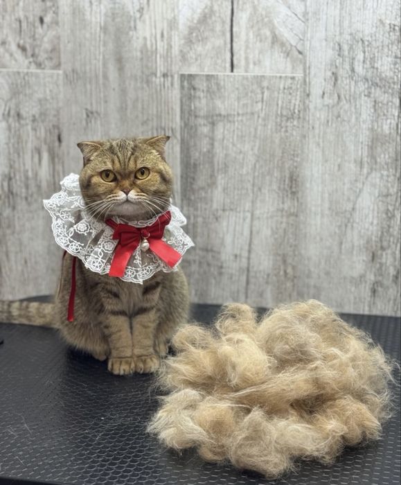 Вычесывание/Стрижка котов .