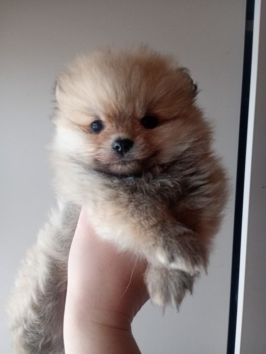 Девочка Померанский шпиц