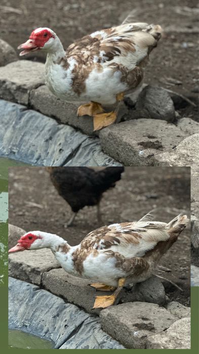 Brahmy / Kaczka /Kochin / Para Gęsi Landes