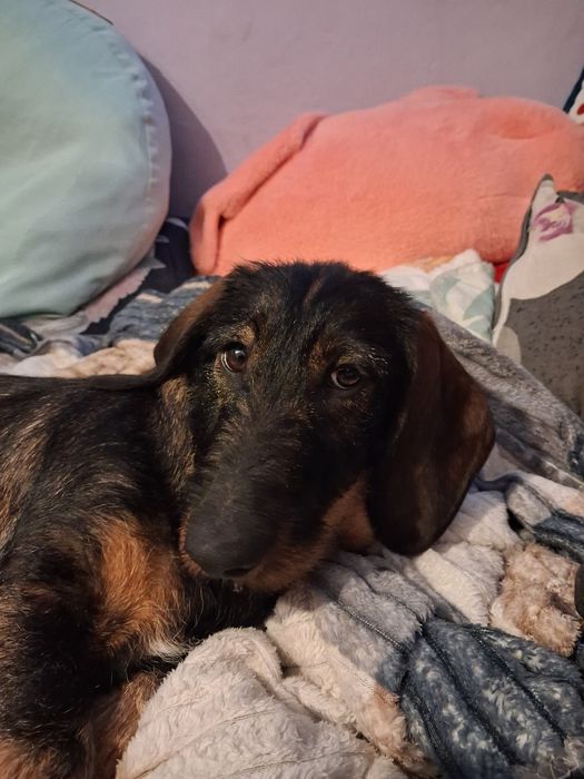 Jamnik szorstkowłosy standardowy