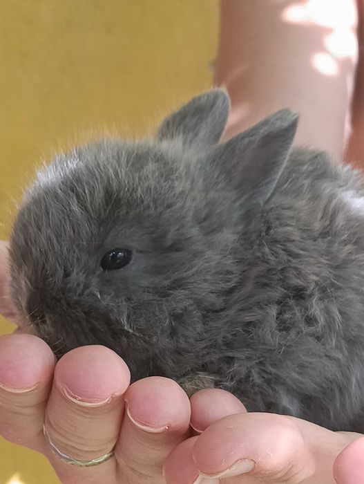 Coelhos Anões disponíveis