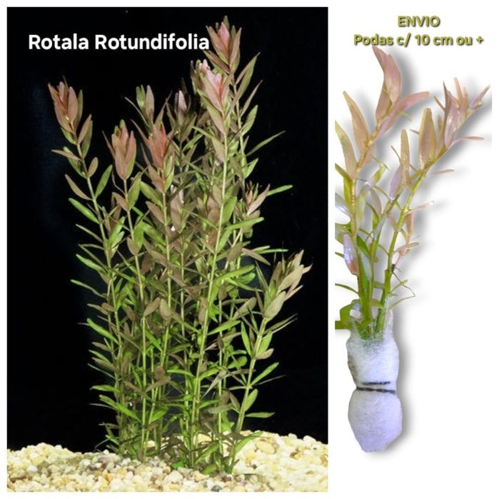 Lote 40x | 10 Espécies c/ Anubia