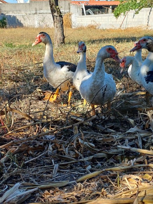 Patos/as para venda
