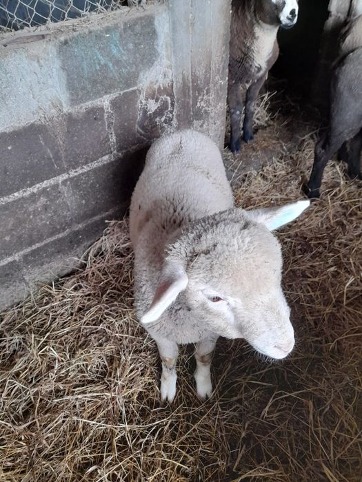 Vendo borrego ile de france puro
