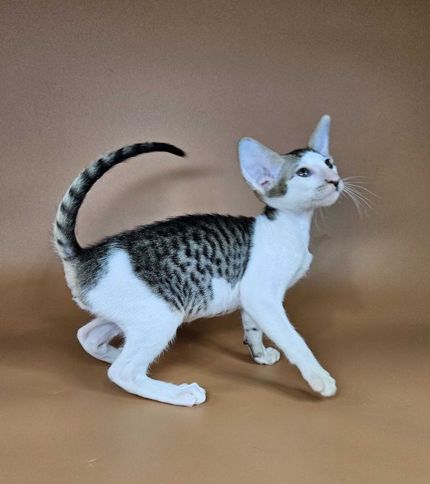 Ориентальный котенок девочка Ophelia