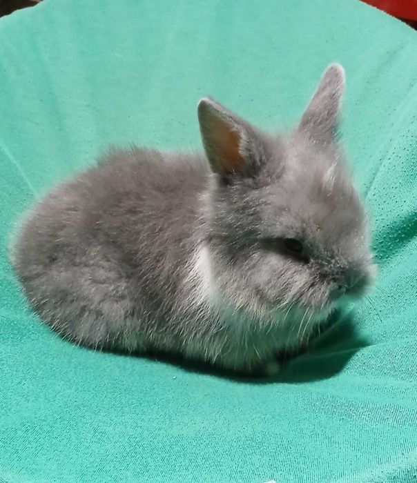 Декоративний кролик, карликовий кролик