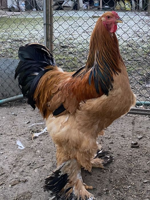 Брама-палева. Яйце на інкубацію.