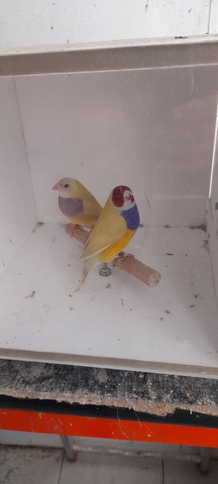 Varias espécies exóticos