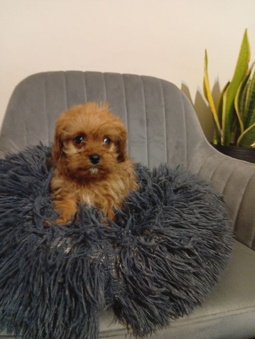 Cavapoo Cavalier Pudel