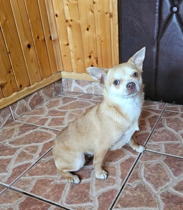 Piesek suczka chihuahua