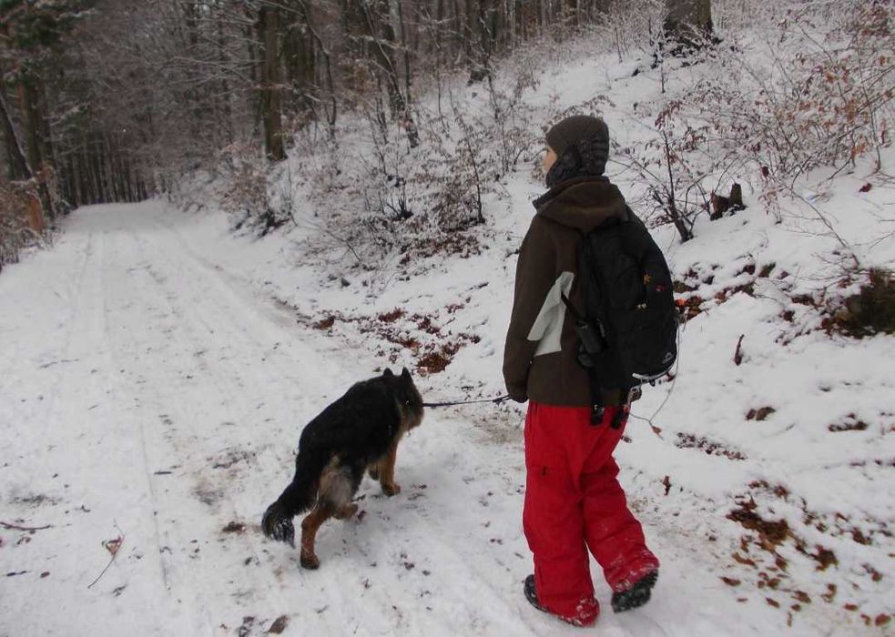 Dog Walking / Passeio de cães în Porto