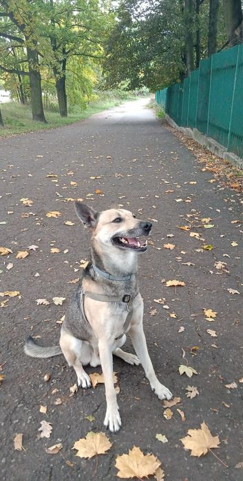 Opieka nad zwierzętami