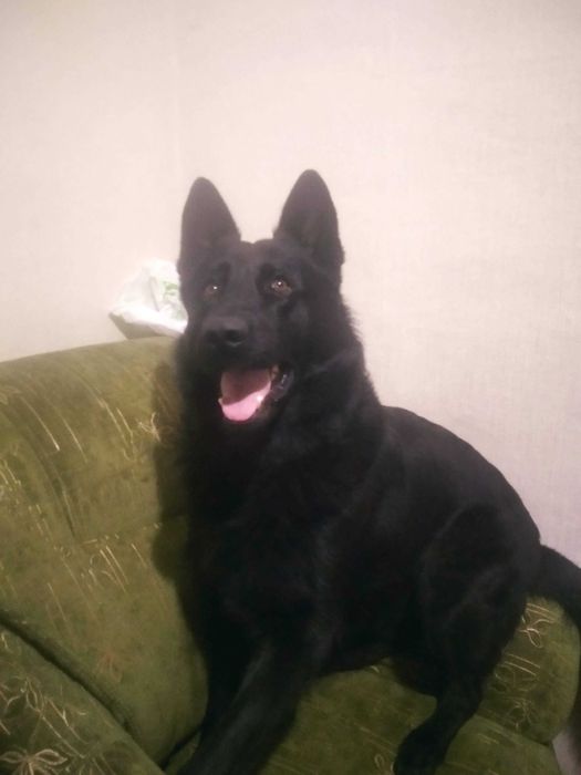 Кобель  чорної німецької вівчарки для в'язки.