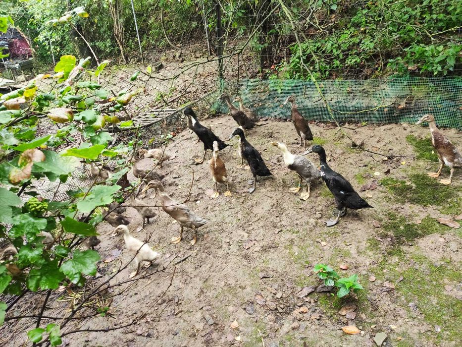 Sprzedam kaczora biegusa ,kaczka biegus różne barwy ptaków