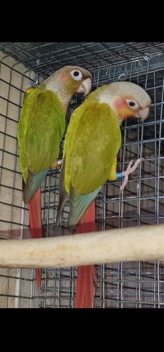 Pyrrhuras para criar a mão