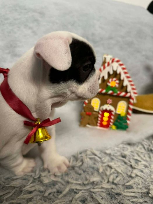 Buldog francuski- gotowy do odbioru