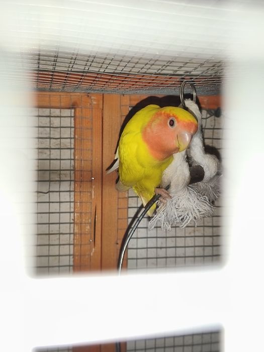 Roseicolis agarponis fêmea