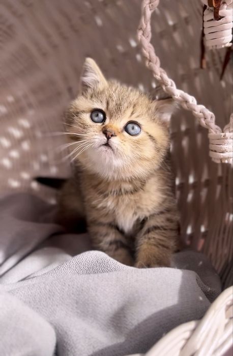 Неймовірний шотландський котик