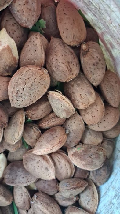 AMÊNDOA com casca — 2€/KG