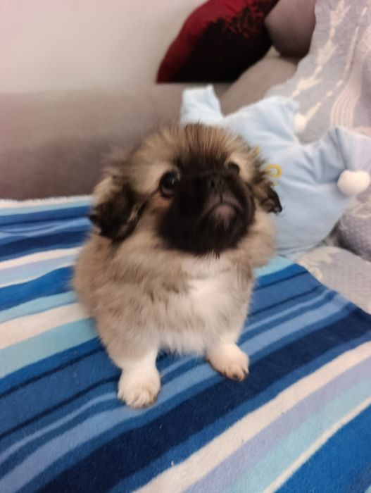 Piquenes puro com 2 meses