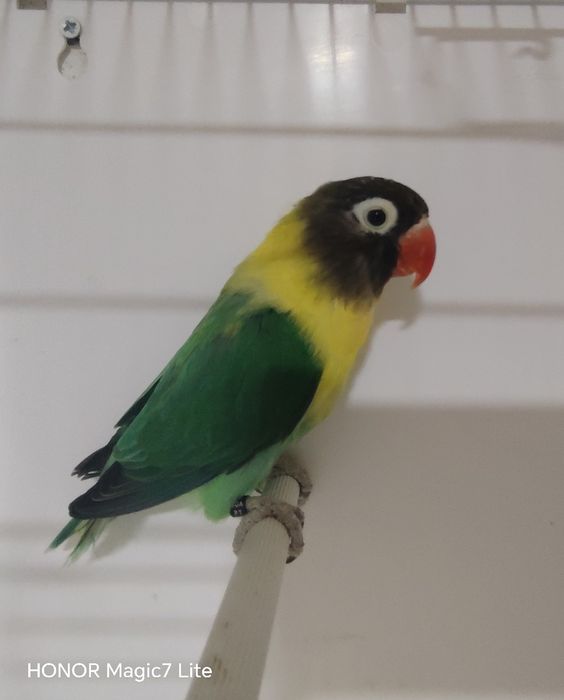 Agapórnis personatus