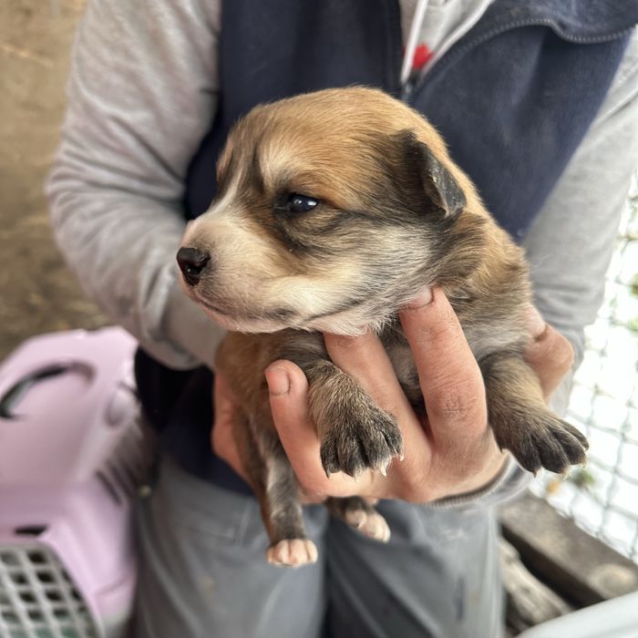 Малеча шукаю дім