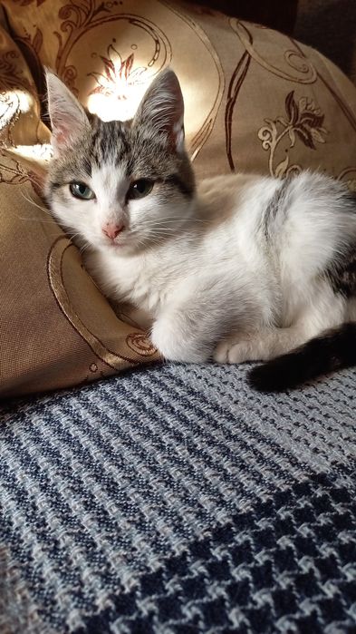 Віддам дуже гарне кошеня - дівчинку