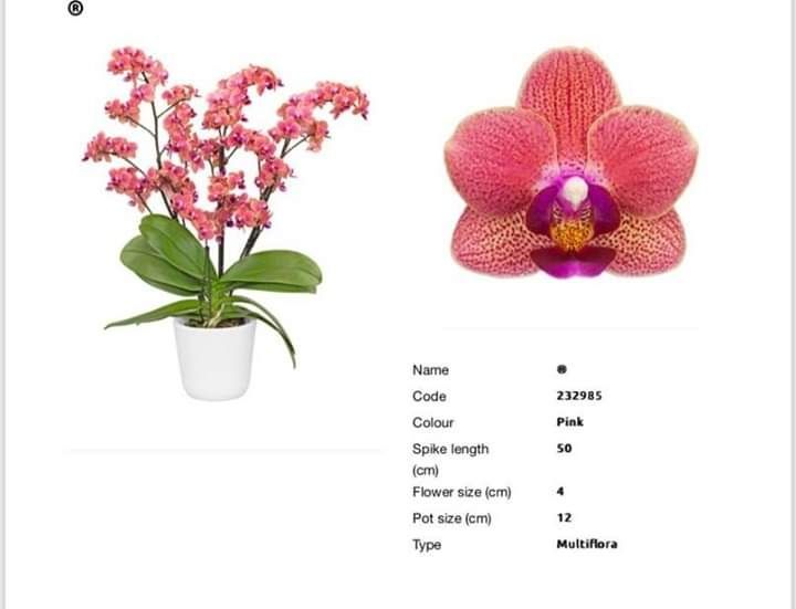 Два фаленопсиси в одному горщику