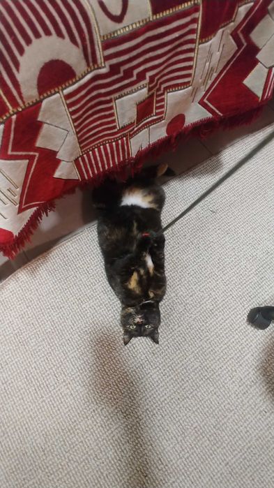 Отдам в хорошие руки  кошку