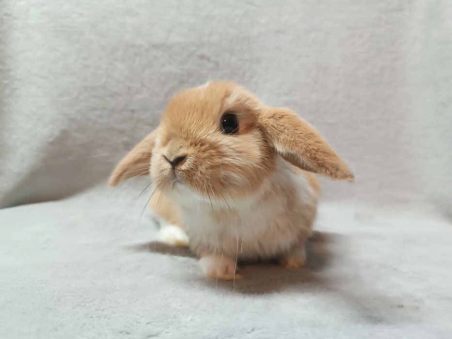 Królik karzełek baranek minilop króliki karzełki baranki CENA CAŁKOWIT