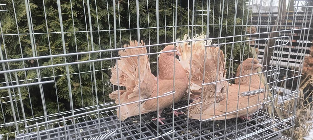 Gołębie pawiki ogrodowe