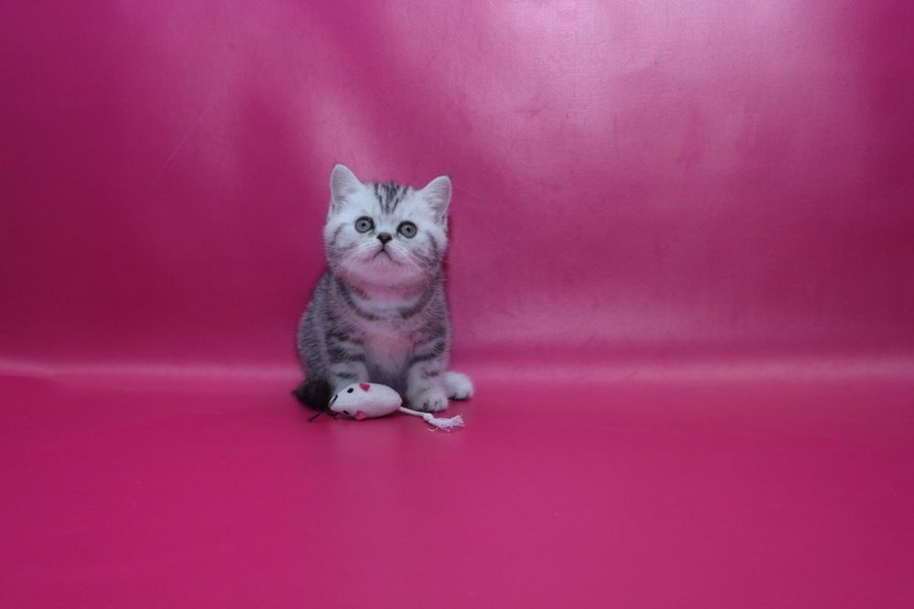 Шикарные  чистокровные кошечки в Киеве! Теремки 2