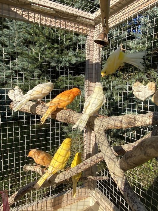 Kanarek, kanarki na sprzedaż