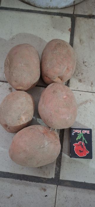 Картопля Бела Роса