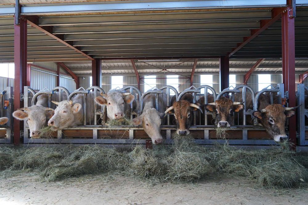 AGRITUBEL drabina paszowa samozatrzaskowa zatrzaski dla bydła krów