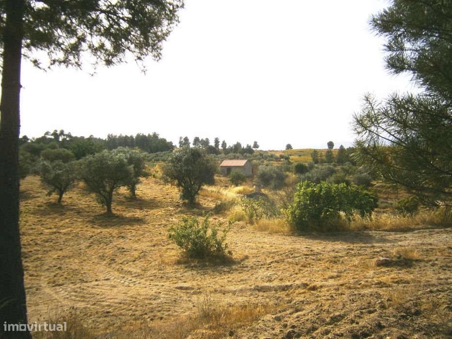 Quinta