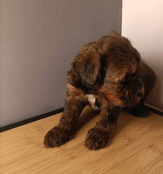 Caniche machinho
