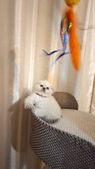 Продаю шотландских котят