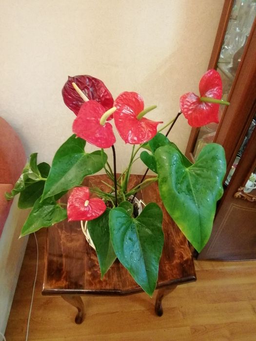 Антуриум подарочный