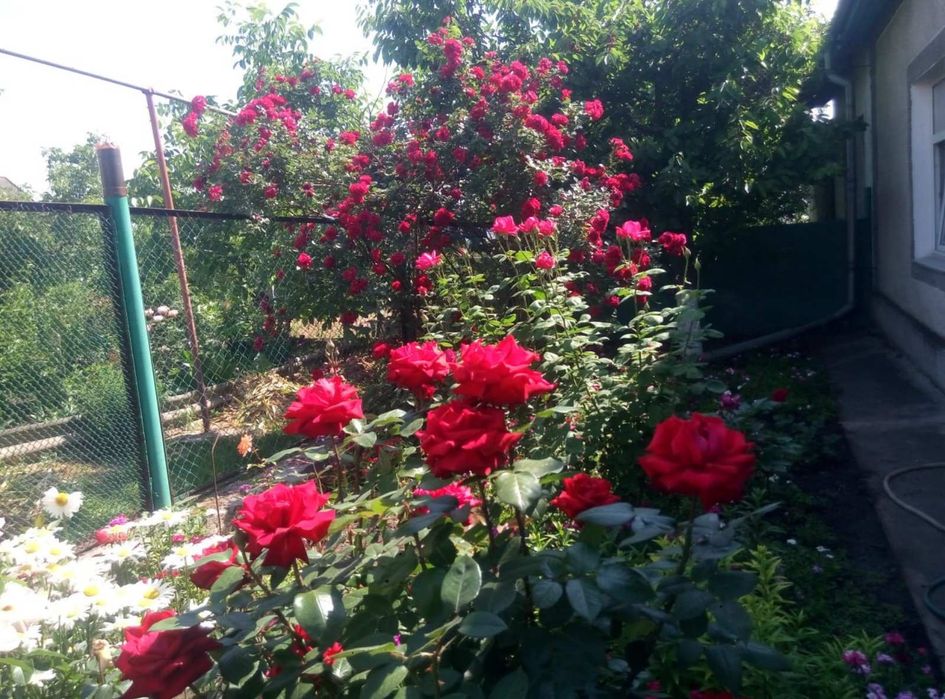 Саженцы розы семейной