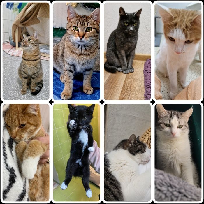Kotki w różnym wieku do adopcji