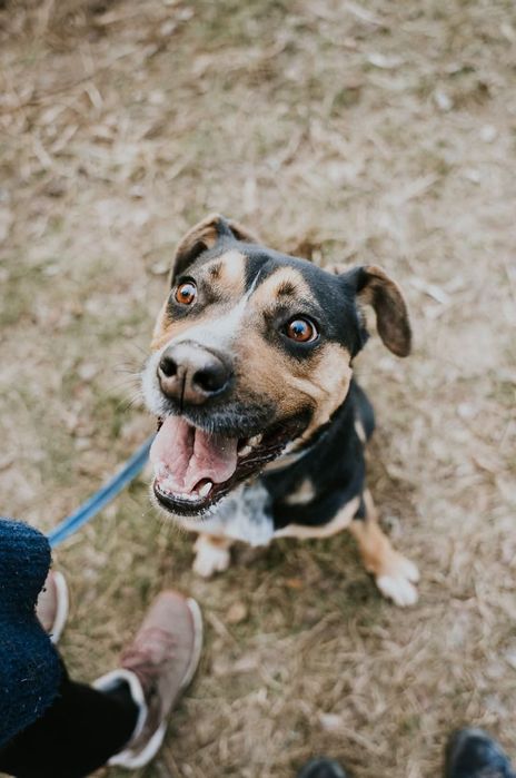 Czesio - pies ze schroniska Rybnik
